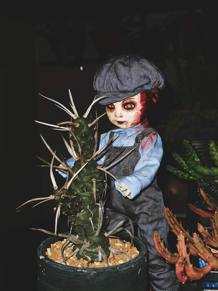 バルコニー/ベランダの画像 by つくしさん | バルコニー/ベランダと多肉植物と植物のある暮らしと気になると地獄のハロウィンとお気に入りの場所とベランダガーデニングと過酷な環境でも育つと植中毒とお気に入りたちと面白いと好きな場所と成長記録と珍奇植物と我が家の植物紹介と奇妙とバルコニストとGS植物うちなーぐち会