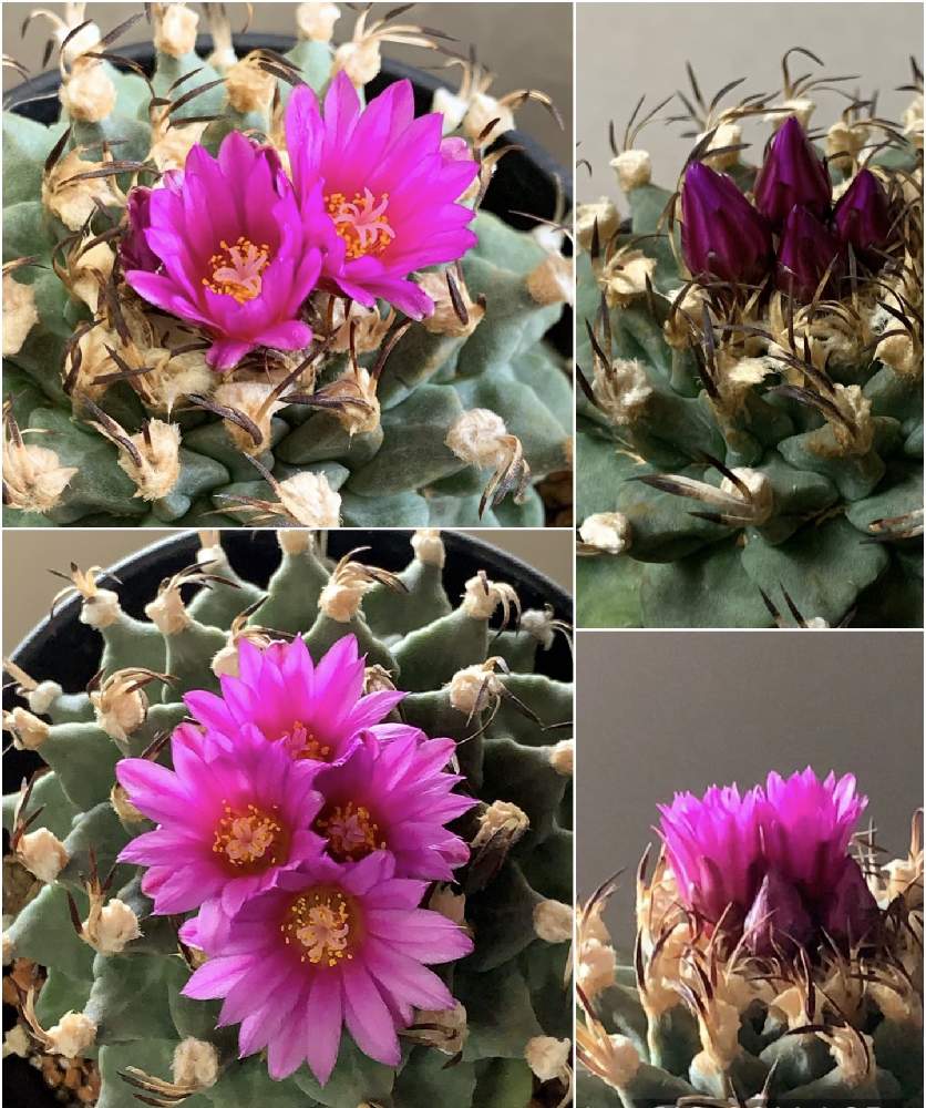 の画像 by でんきちさん | アロンソイとサボテン女子と鮮やかなサボテンの花とツルビニカルプス属 アロンソイとワクワク♥️とサボテンの蕾と花のある暮らしと濃いピンクの花と咲いた❤️
