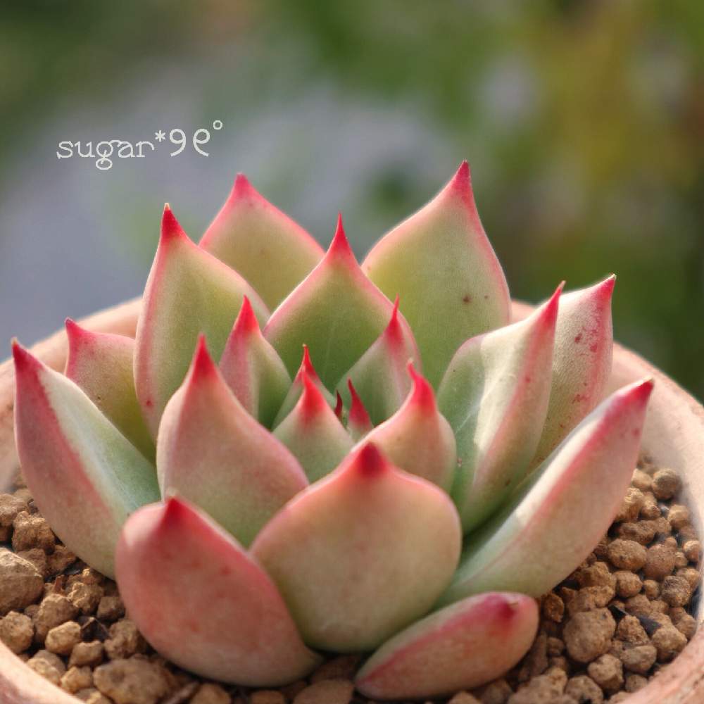 バルコニー/ベランダの画像 by sugarさん | バルコニー/ベランダと多肉植物と多肉小屋とタウラス×yecoraと多肉女子と可愛いと花のある暮らしとエケベリア属と『秋の紅葉多肉』フォトコンテスト