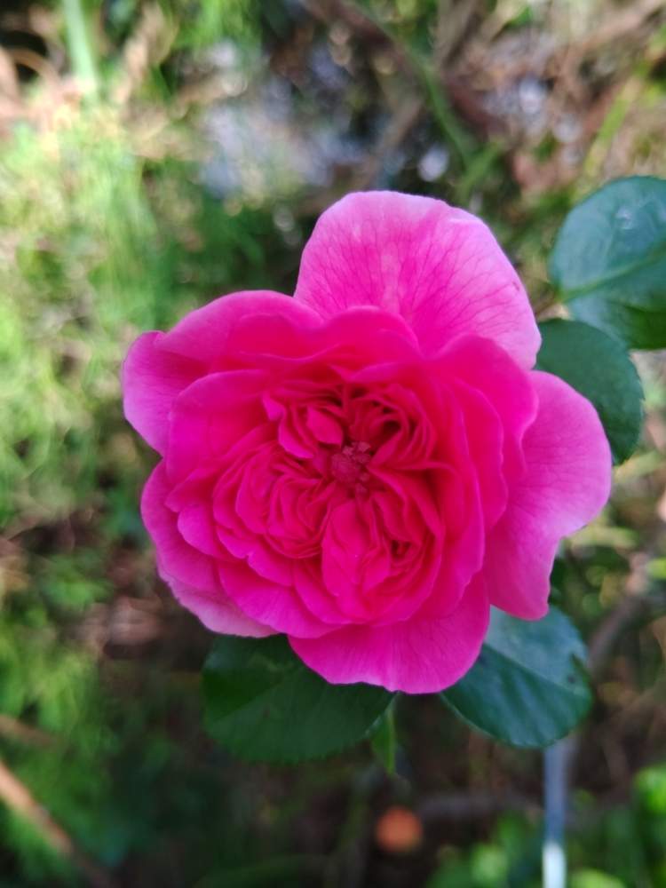 小さな庭の画像 by みこたんガーデンさん | 小さな庭とばら バラ 薔薇と薔薇好きと愛らしいと薔薇が好き❤と四季咲きとメイアンと花のある暮らしと可愛らしいと薔薇♪
