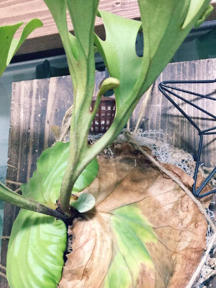 インテリアの画像 by きょうすけさん | インテリアと コウモリラン と観葉植物と植物のある暮らしとビカクシダ・リドレイとグリーンのある暮らしとわが家の観葉植物❢と植中毒とリビングとジャングル化計画と珍奇植物とビカクシダ属とインテリアグリーンと植物に癒されて