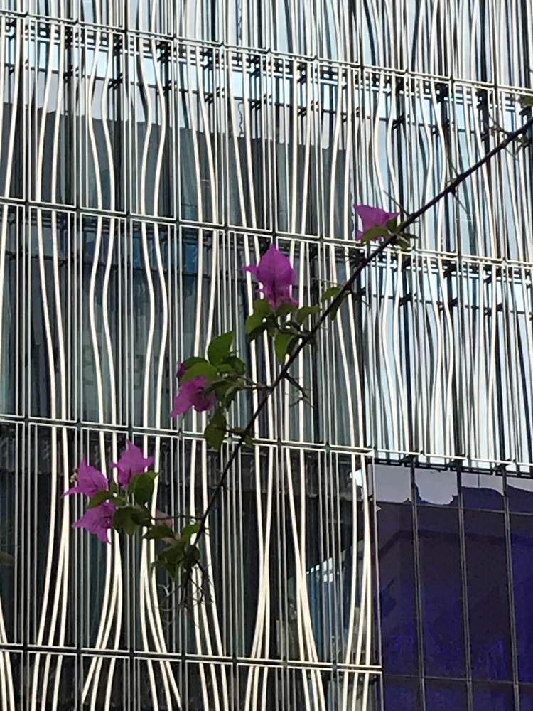 お出かけ先の画像 by おててさん | お出かけ先とブーゲンビリアとオシロイバナ科とブーゲンビリア属と花のある暮らしと銀座ソニーパーク
