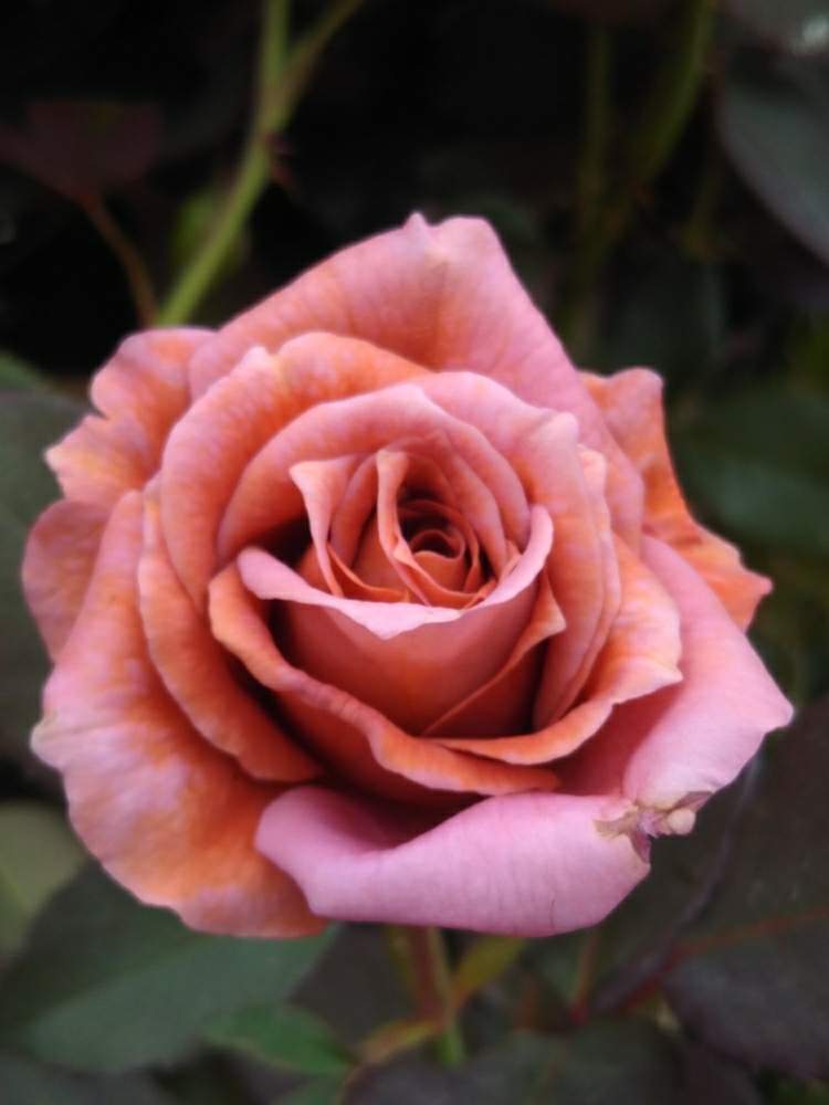 お出かけ先の画像 by reikoriseさん | お出かけ先とバラ 禅とばら バラ 薔薇と薔薇愛同盟と植物大好きとGS映えとGS日和と植中毒と横浜イングリッシュガーデンとおでかけ先とゆるキャラ倶楽部と花のある暮らしとかわいいな♡