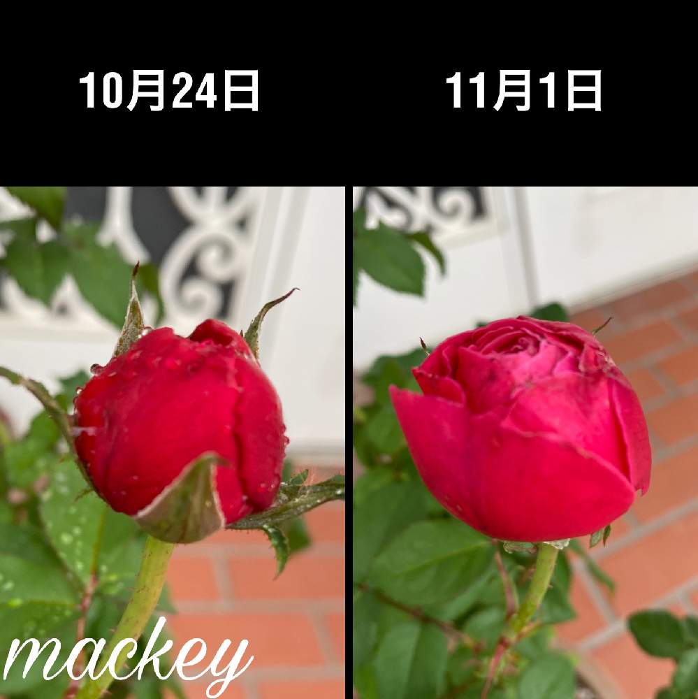 玄関の画像 by mackie ❤️さん | 玄関と薔薇 ゆうぜんと自己満足♡と初心者と癒しと頑張ってる!と感謝と超自己流と相談と趣味とGSのみなさんに感謝!とガーデニングと花のある暮らしとGREEN UP!と念願の薔薇