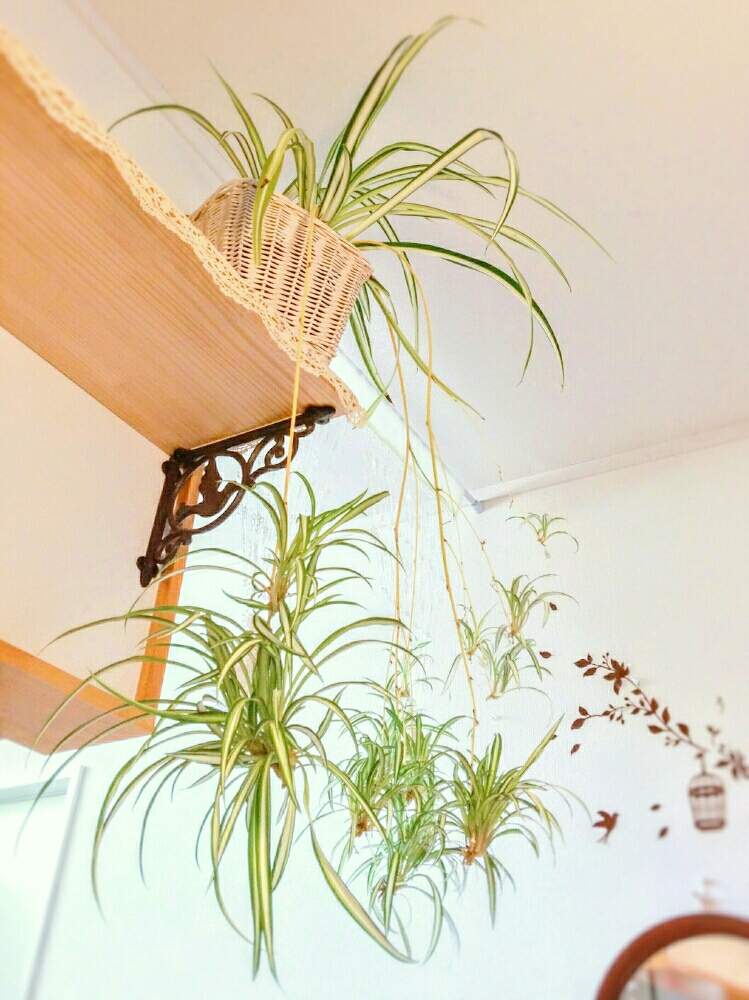 部屋の画像 by ❀ mimo ❀さん | 部屋とオリヅルランとネコのいる暮らしと観葉植物といつもありがとう♡と元気になぁれとオリヅルラン❇︎とキレイ☆とグリーングリーン♪と犬のいる暮らしと花のある暮らしとオリヅルランの子株とかわいいな♡と癒しのひと時