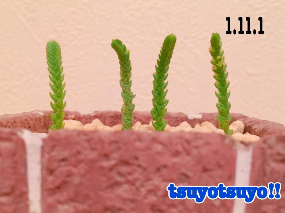 小さな庭の画像 by tsuyotsuyo!!さん | 小さな庭と若緑と多肉植物と観葉植物とミニ多肉と多肉男子