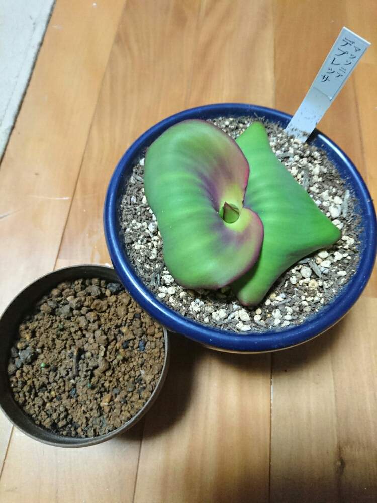 の画像 by テルさん | 多肉植物と観葉植物と成長記録とマッソニア属とマッソニア