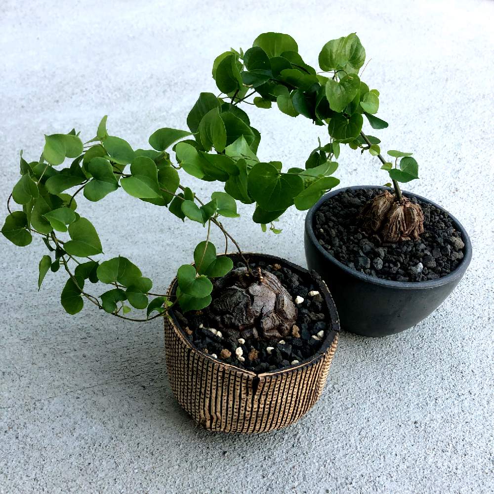 の画像 by cosachiさん | アフリカ亀甲竜とコーデックスとcomworkstudioと植中毒と塊根植物と亀甲竜。