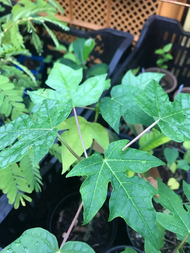 広い庭の画像 by ポポーさん | 広い庭とパパイヤとCarica papayaと熱帯果樹と果樹栽培と植物男子と家庭菜園と果樹と果物とくだものと農家と植中毒と野性的果樹と実生と野生果樹と珍奇植物と家庭菜園奮闘日記と熱帯植物と有用植物とガチ農業とフルーツ