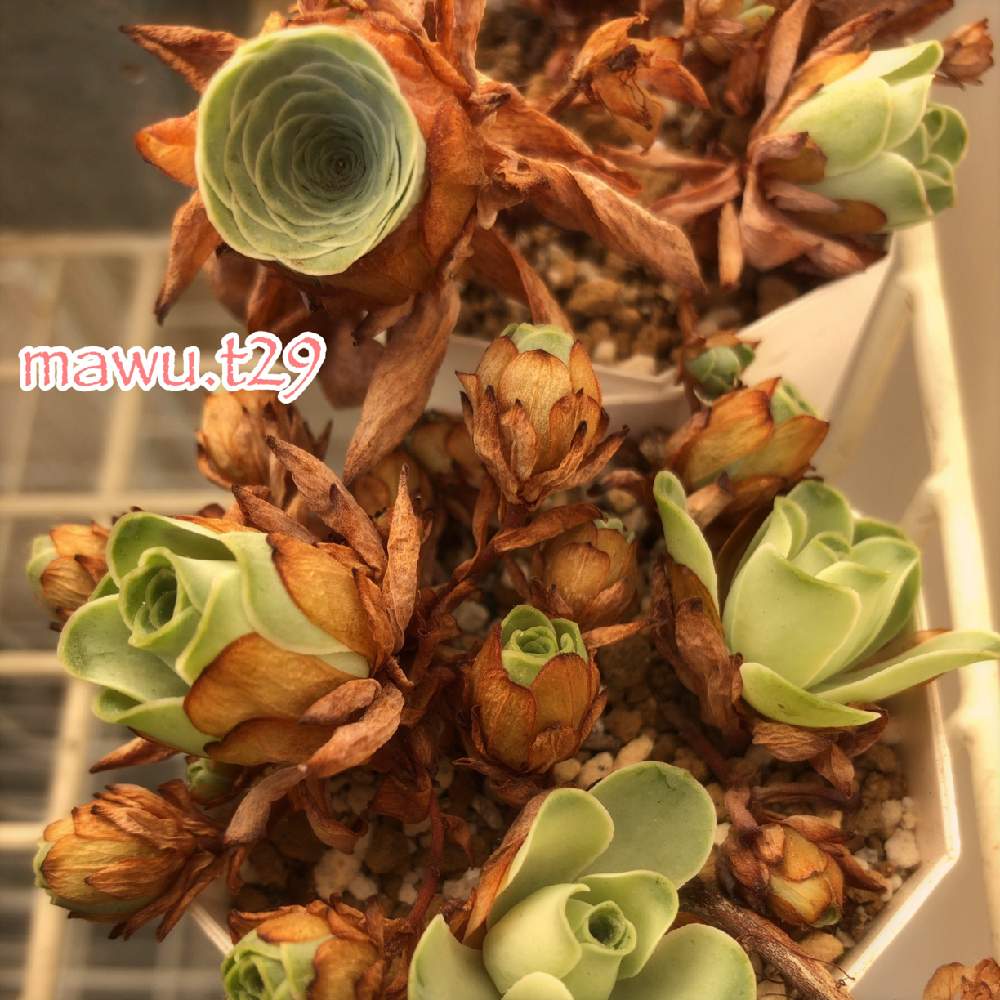 バルコニー/ベランダの画像 by mawuさん | バルコニー/ベランダと多肉植物とアエオニウム・ドドランタリスと水やり後とグリーノビア属と多肉女子とタニラーと成長記録と多肉棚
