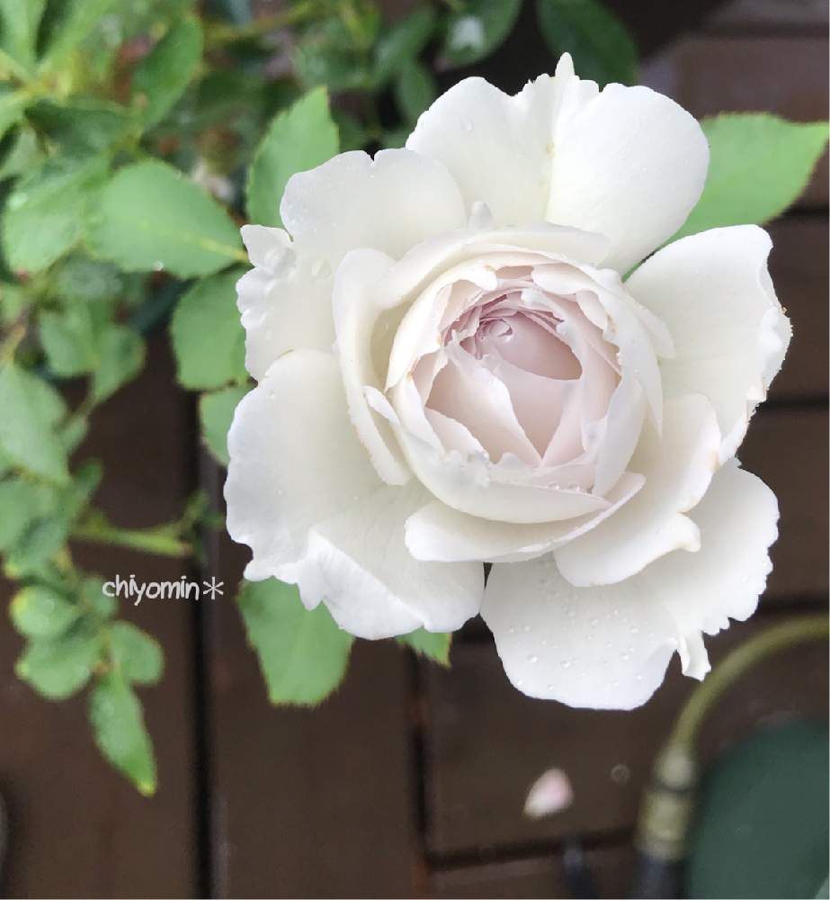 小さな庭の画像 by ちよみん*さん | 小さな庭とガブリエルとバラ ガブリエルとばら バラ 薔薇と私のこだわりバラとバラと夢CLUBと花のある暮らしとバラ・ミニバラとGS植物うちなーぐち会