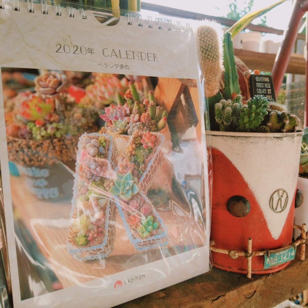 広い庭の画像 by smilehappynaturalさん | 広い庭と多肉植物と北部九州多肉の会とサボテン☆とGS映えとナチュラルガーデンとGS日和とno green no lifeと緑のある暮らしとnaturalgardenと多肉好きな人と繋がりたいと多肉女子と多肉植物とサボテンと庭のある暮らしとF29会とタニラーとjunkgardenとおけいはんさんカレンダーとガーデニングと花のある暮らしと多肉寄せ植え