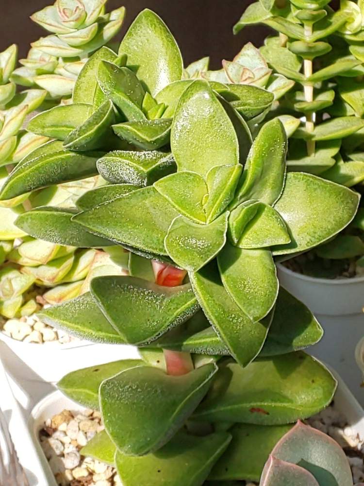 棚の画像 by たっちんさん | 棚と神童と多肉植物とクラッスラ属と多肉のある暮らしと多肉ラボ©と花のある暮らしとたっちんの神童