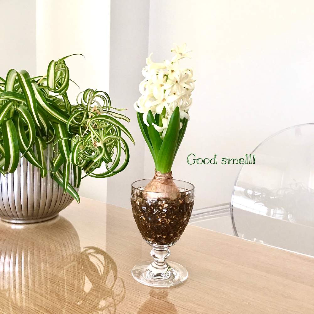 インテリアの画像 by yuki*さん | インテリアとオリズルランとヒヤシンスとオリズルラン ボニーといい香りと今日のお花とhappy houseplantsとグラスに移してみました