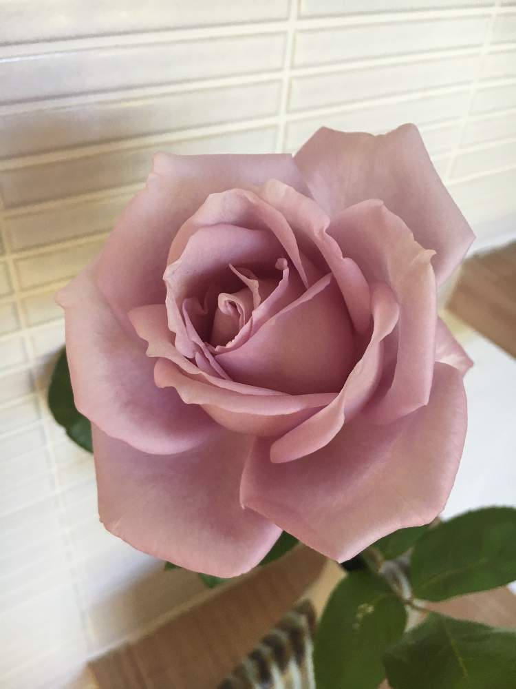 階段/廊下の画像 by あじさいみえさん | 階段/廊下と薔薇 ブルームーンとばら バラ 薔薇とムラサキの花と香りのいいお花とガーデニングと花のある暮らし