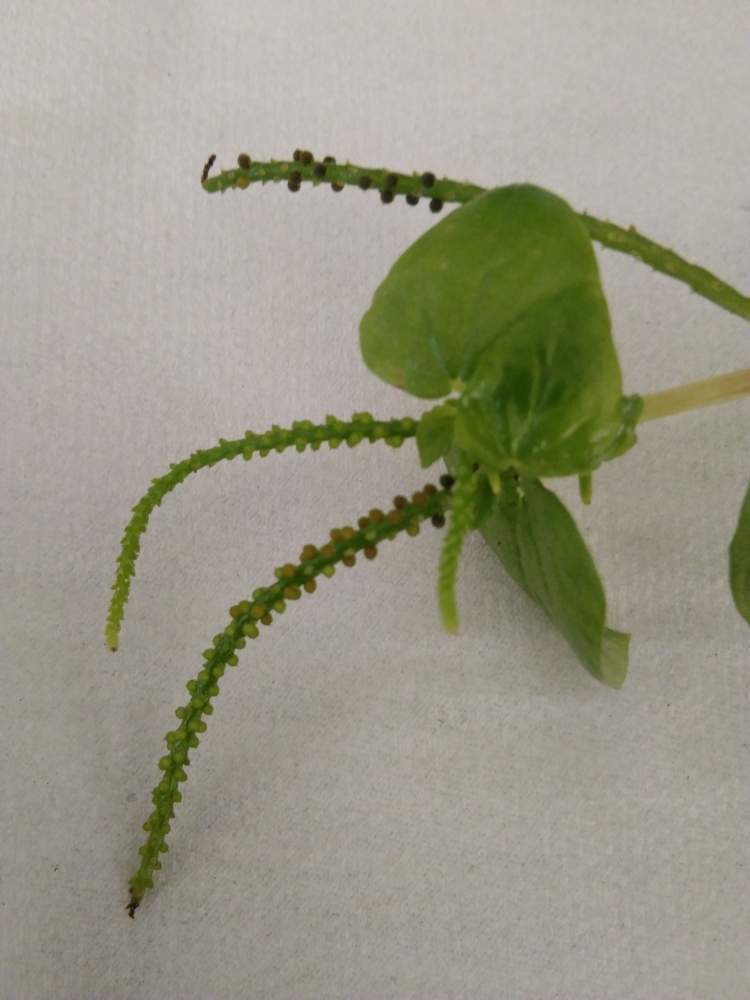 バルコニー/ベランダの画像 by Hiroshi_1953さん | バルコニー/ベランダとペペロミア・ペルキダとPeperomia pellucidaとウスバスナコショウと鉢植えと植物のある暮らしとバルコニスト