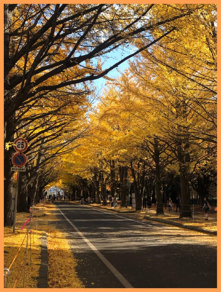 お出かけ先の画像 by まなさん | お出かけ先と銀杏並木と紅葉(こうよう)と北海道大学と北海道と銀杏並木の黄色と札幌と黄金色の銀杏