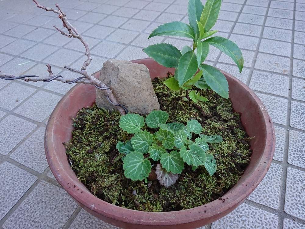小さな庭の画像 by テルさん | 小さな庭と寄せ植え新年用と千両.と苔(こけ)とサルナシ栽培と雪の下寄せ植え仲間