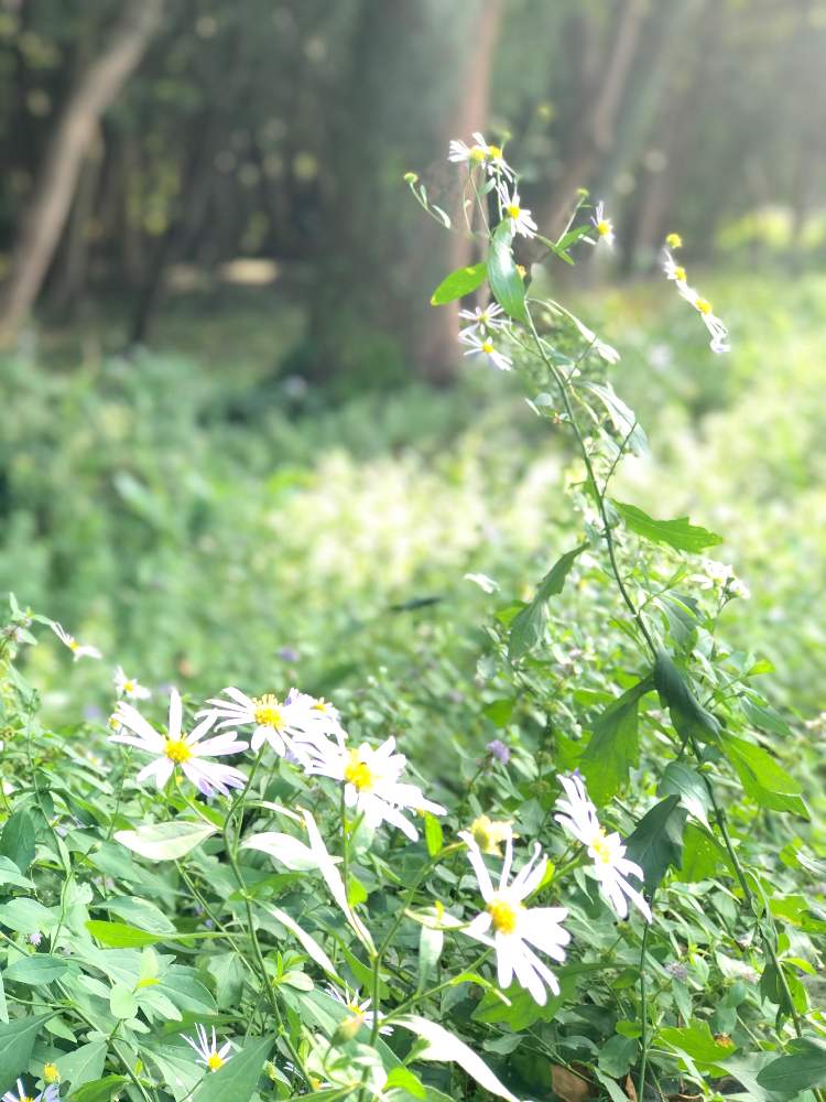 お出かけ先の画像 by ふみさん | お出かけ先とノコンギクと花のある暮らしといやされるとお写んぽと淡いパープル色