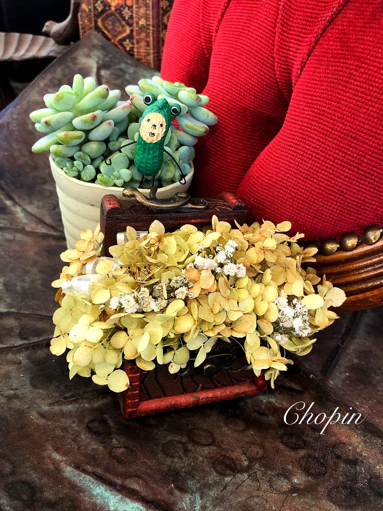 の画像 by Chopin(ショパン)さん | ロッティと多肉植物と素敵便とグリーンインテリアとアンティーク雑貨とアンティークとナチュラルアンティークとantiqueとミルさんから素敵便と多肉のある暮らしとアナベル 紫陽花とナチュラルスタイルと被災地に祈りをと被災地にエールを…。とピーナッツ人形とインテリア雑貨と ロッティーとインテリアグリーンとアナベルドライとiPhone撮影とめんこい♡