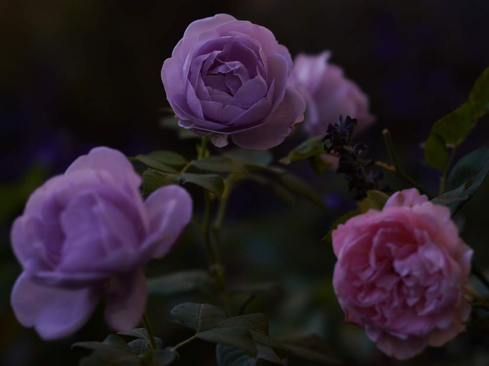小さな庭の画像 by あおねこさん | 小さな庭とバラとバラ しのぶれどとバラ ダフネと薔薇愛同盟