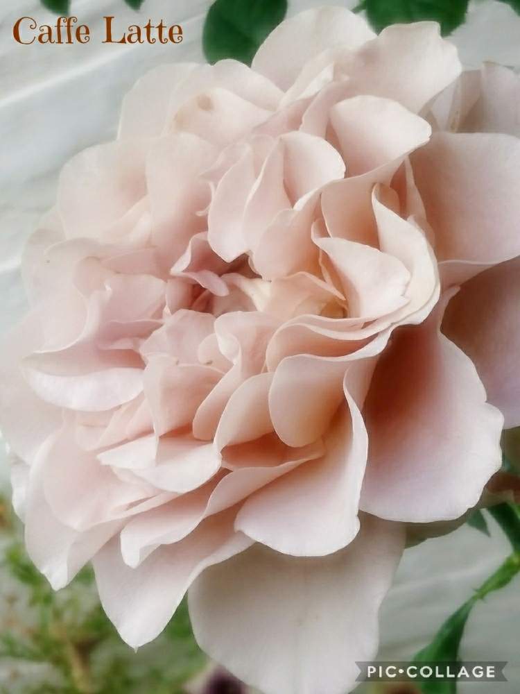小さな庭の画像 by ☆tantan☆さん | 小さな庭とキュンキュン乙女倶楽部と薔薇愛同盟と薔薇に魅せられてとマダム倶楽部と美しいときれいな色と美しすぎる❤とバラが好きと山梨県と薔薇♪とバラ・ミニバラとロザリアン