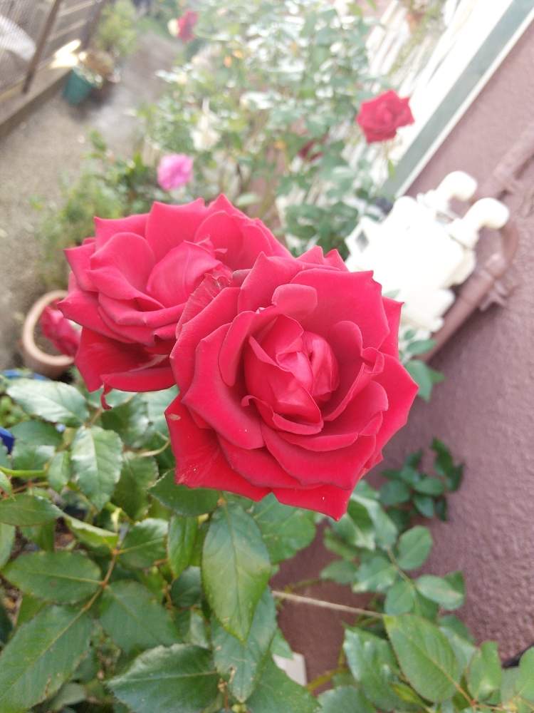 小さな庭の画像 by まゆまるさん | 小さな庭と秋バラとGreenSnapmarcheと花のある暮らしとばら 薔薇 バラとGREEN UP!
