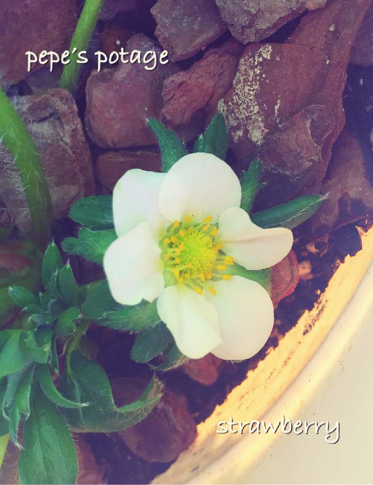 の画像 by ★pepe★さん | 初心者ですと四季なり苺とうつくしま福島といちごのお花とイチゴ♡と自己満足とお気に入り♡と癒しと東北と相談と可愛いと花のある暮らしと被災地にエールを…。と家庭菜園奮闘日記とやっぱり花が好き♡とiPhone撮影