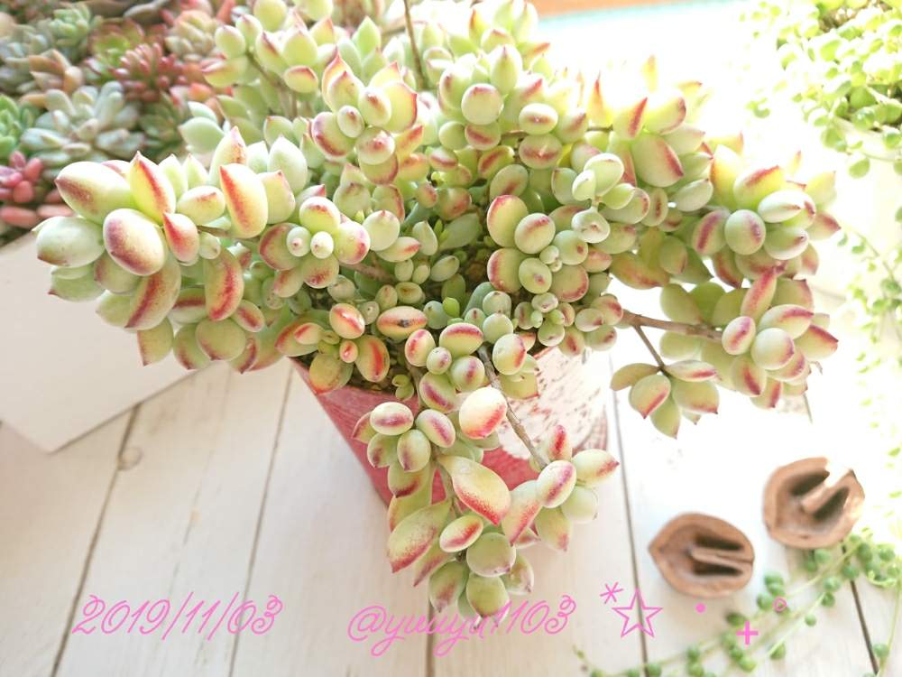 窓辺の画像 by ゆうゆさん | 窓辺と多肉植物とペンデンス♡と寄せ植えと今日の一枚と北の大地からとゆうゆとお一人様と癒やしの時間とナチュラルスタイルとガーデニングとかわいいな♡と北海道と多肉寄せ植えと毎日癒されます