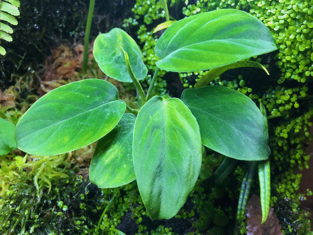 インテリアの画像 by nature.Tagさん | インテリアとHomalomena sp. Kapuas-2とホマロメナ属と苔リウムとHomalomena sp.Kapuas-2と観葉植物とテラリウムと緑のある暮らしと苔(こけ)と観葉植物のある暮らしと熱帯植物とアクアテラリウム