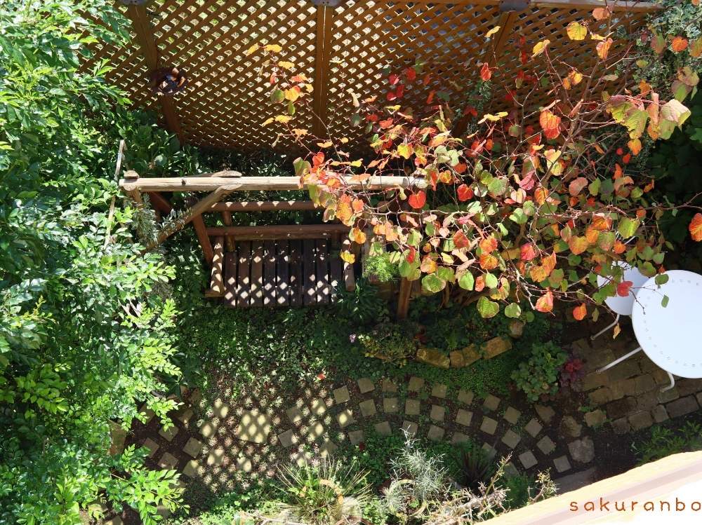 小さな庭の画像 by 819sakuranboさん | 小さな庭とmy gardenとグリーンのある暮らしとシェードガーデンと今日の一枚とお庭の植物とナチュラルスタイルとガーデニングと小道と庭の宿根草