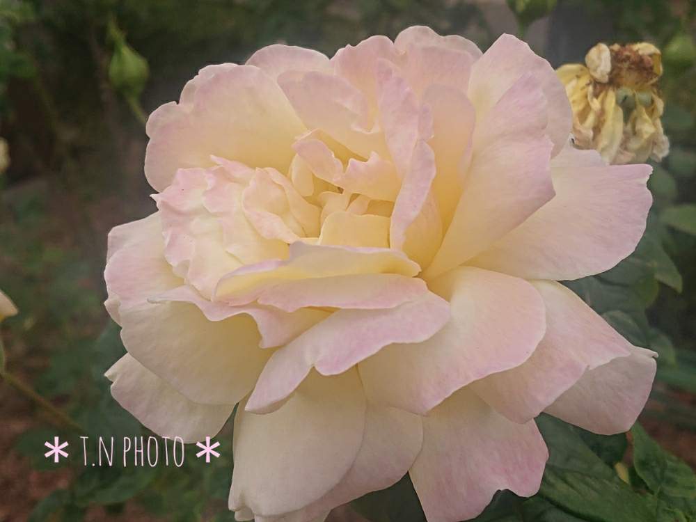 お出かけ先の画像 by おりーぶさん | お出かけ先と薔薇とピースとヒヤミカチ日本!とスマホ撮影とヒヤミカチ首里城!と図書館の庭とひやみかち日本!とひやみかち首里城!とGSミニモニ。と花のある暮らしと福岡県とGS植物うちなーぐち会