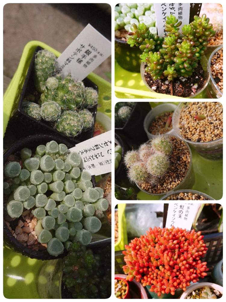部屋の画像 by みゆさん | 部屋と多肉植物 多肉大好き 癒し 可愛いと多肉植物初心者と多肉植物とお迎え多肉と 虹の玉と レッドベリーとフェネストラリア 五十鈴玉とぷりぷり多肉と可愛い多肉ちゃん❤︎と多肉女子と多肉増やしたい病と多肉植物とサボテンと多肉増えたといいね❤️フォロー❤️コメント❤️ありがとうと多肉コレクション♥
