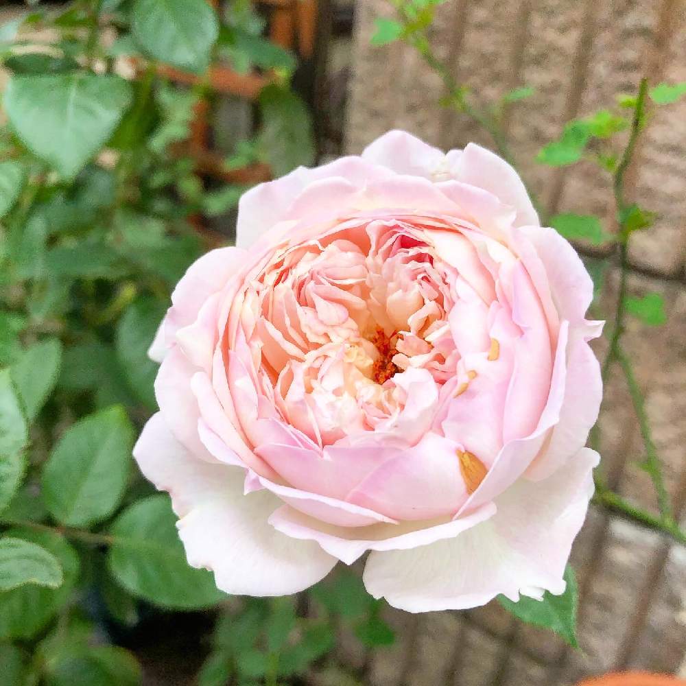 玄関の画像 by wakoさん | 玄関とバラと薔薇とシュクレと薔薇愛同盟と香りのいいお花と河本ローズと花のある暮らしとバラ・ミニバラとやっぱり花が好き♡と香りのバラ