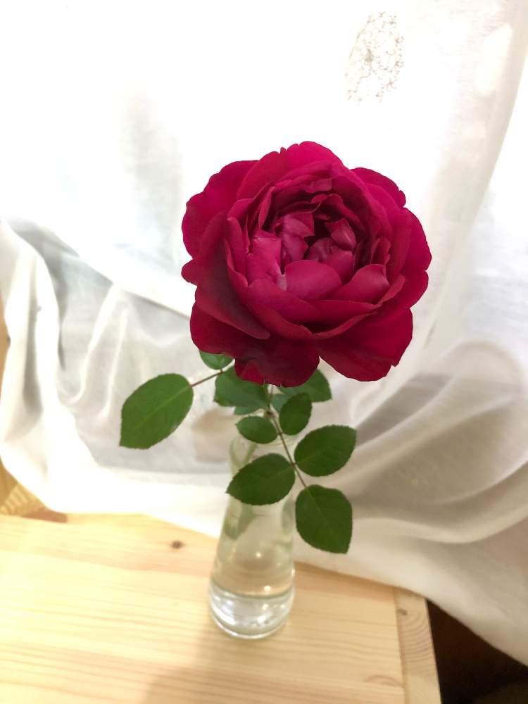 部屋の画像 by wakoさん | 部屋とバラと薔薇とバラ はいからと和ばらと薔薇愛同盟と晩秋のリビングフラワーフォトコンテストとFGローズ(京阪)とはいからと香りのいいお花と京阪F&Gローズと花のある暮らしとバラ・ミニバラとやっぱり花が好き♡と香りのバラ