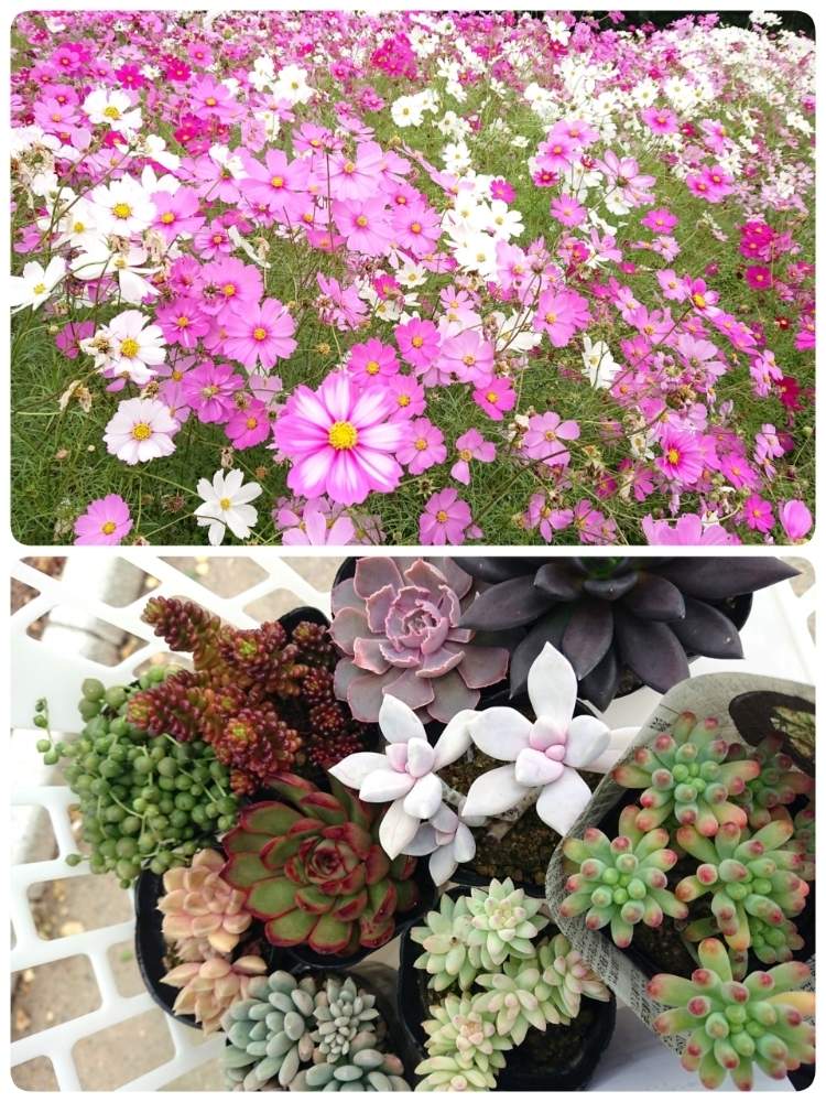 お出かけ先の画像 by 慧(けい)さん | お出かけ先と多肉植物と狭いベランダとエケベリア属と多肉女子と狭いなりに楽しむベランダガーデンとタニク初心者と多肉初心者とバルコニスト