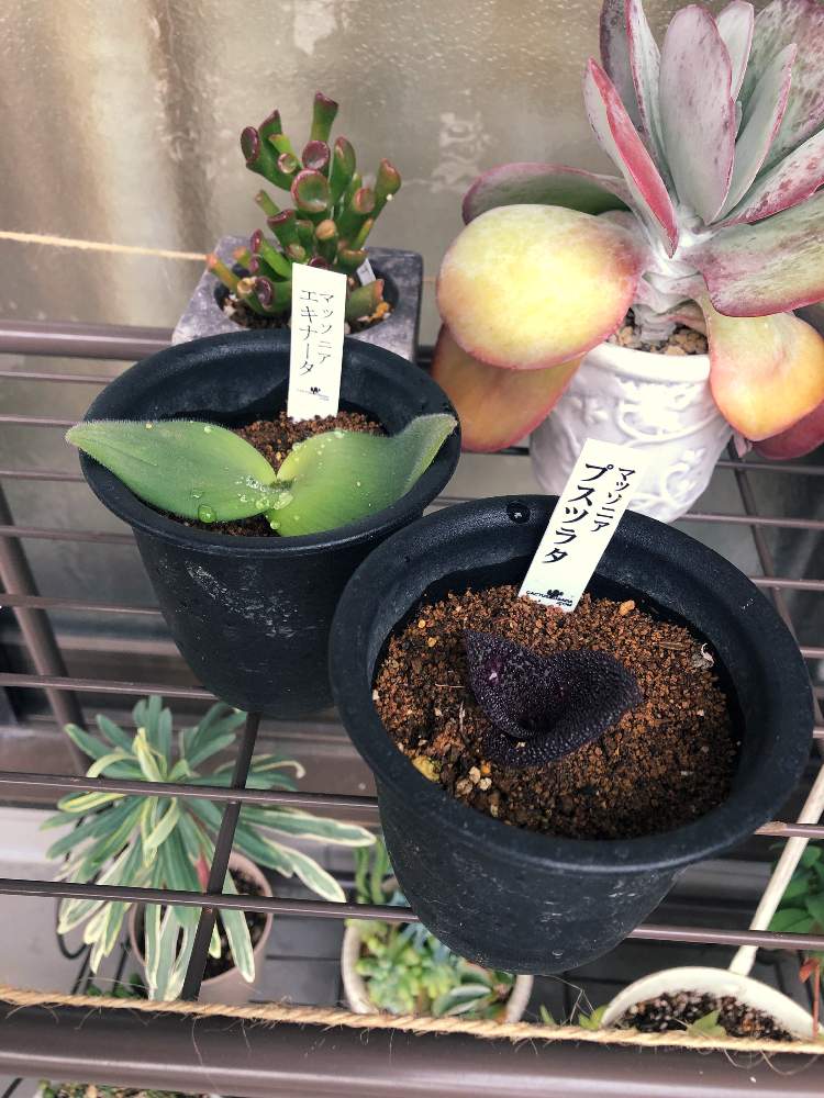 バルコニー/ベランダの画像 by coajiさん | バルコニー/ベランダと多肉植物と植物のある暮らしと多肉女子とジャングル化計画とマッソニア属