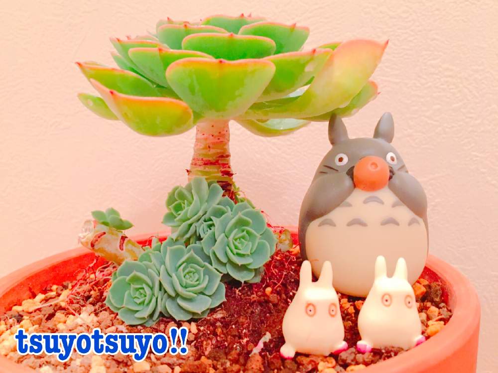 小さな庭の画像 by tsuyotsuyo!!さん | 小さな庭と七福神と多肉植物とミニ多肉と多肉男子と多肉植物 多肉の有るくらし