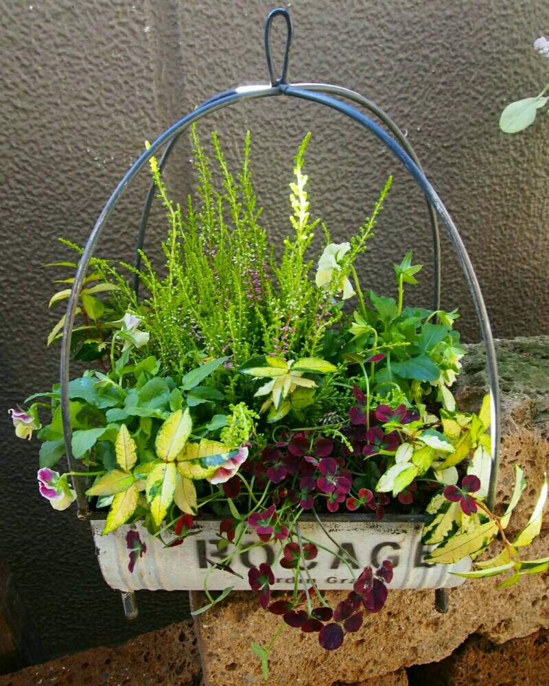 お出かけ先の画像 by Humming Garden♪さん | お出かけ先と雨に輝くとハンギングバスケットと寄せ植えと多肉植物寄せ植えとナチュラルガーデンとベランダガーデンとイベント出店とお花の寄せ植えと今日のお花とコンテナガーデンと庭仕事とガーデニングとアウトドアリビングと花の寄せ植え