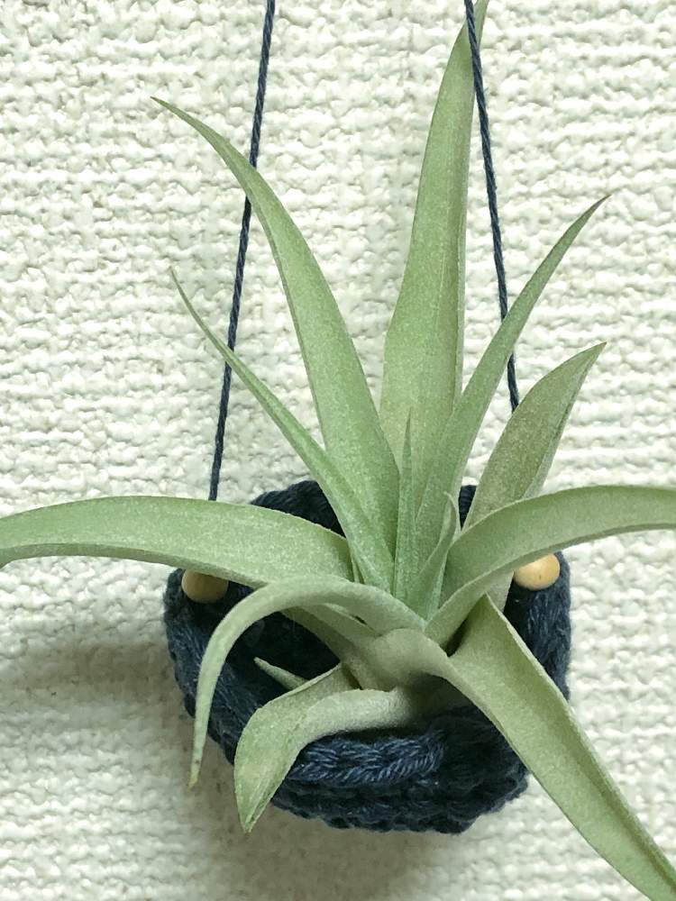 部屋の画像 by OKiさん | 部屋とDIY女子と編み編み♪と手編みと沖縄とno green no lifeとプラントハンガーと多肉女子と沖縄タニラーとGS沖縄支部とエアプランツ
