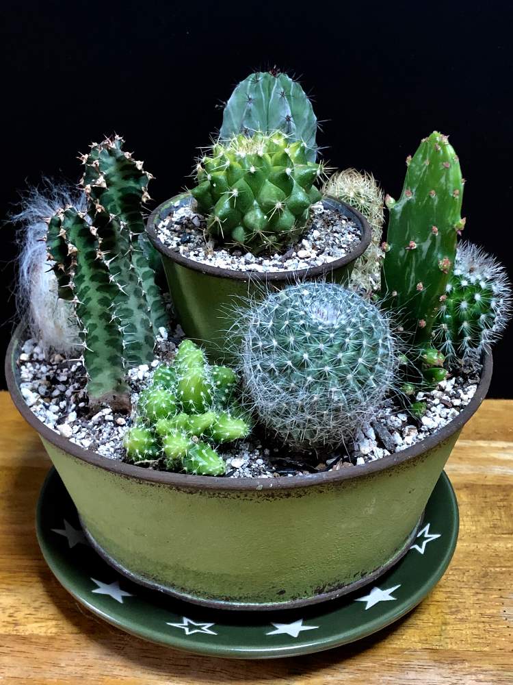 部屋の画像 by うにてんてんさん | 部屋と多肉植物とサボテン科とサボテン☆と二段鉢✨と多肉大好きと寄せ植えと多肉のある暮らしとサボテンの寄せ植えと二段プランターとブリキの鉢と頂き物と多肉寄せ植え