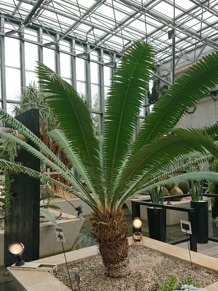 お出かけ先の画像 by botanicallifeさん | お出かけ先とディオーン スピヌローサムとディオーン スピヌロスムと奇跡の星の植物館と植物園巡りと植物園巡り/botanicallifeとbota travelとbota 兵庫