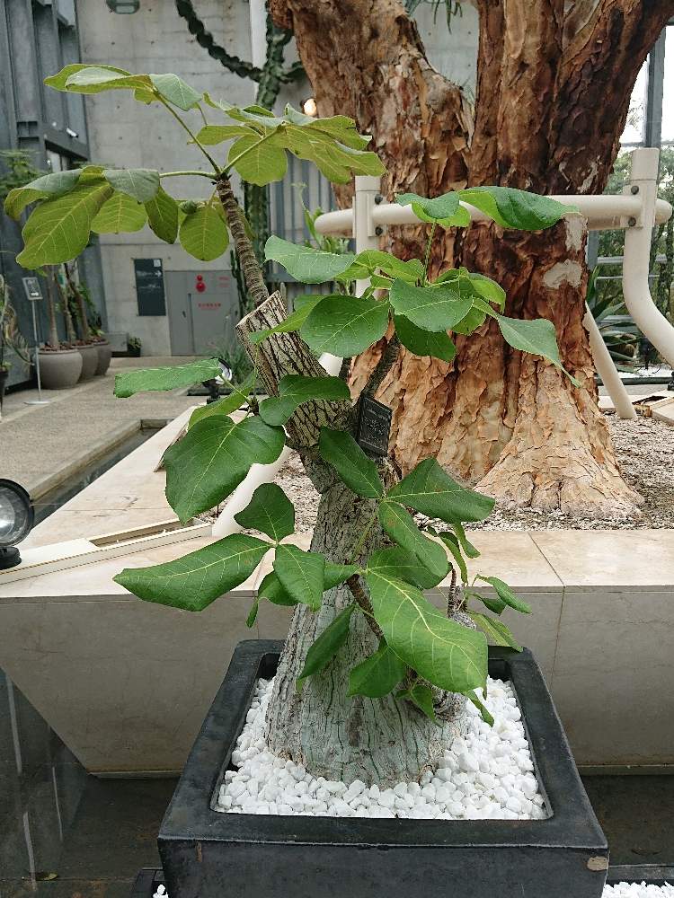 お出かけ先の画像 by botanicallifeさん | お出かけ先とボンバックスとボンバックス エリプチカムと奇跡の星の植物館と植物園巡りと植物園巡り/botanicallifeとbota travelとbota 兵庫