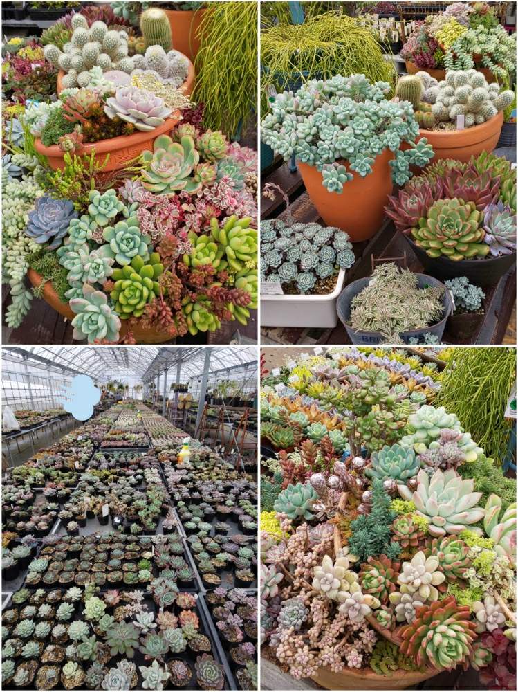 お出かけ先の画像 by たっちんさん | お出かけ先と多肉植物と多肉のある暮らしと多肉ラボ©と花のある暮らしとお肉園と多肉狩り