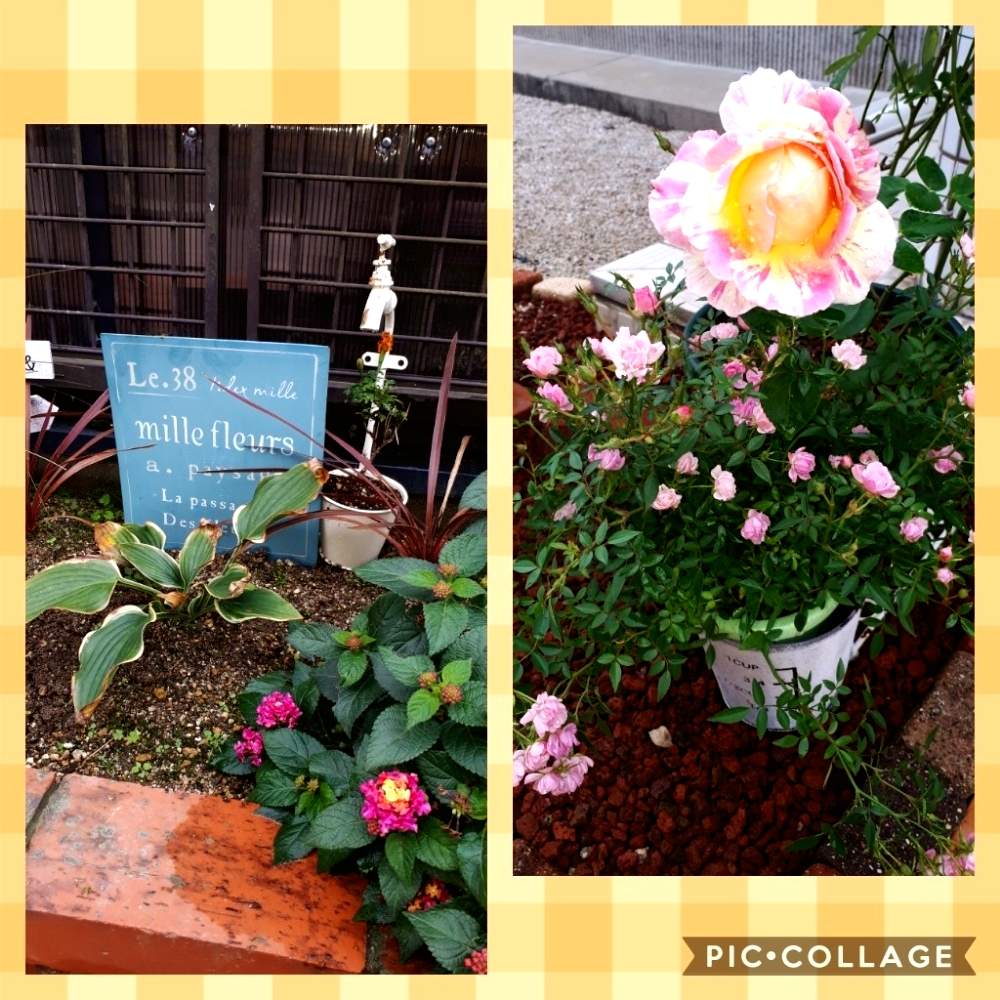 アプローチの画像 by Tomoさん | アプローチとロザリアン見習いと植中毒と憧れの薔薇と雑貨大好き❤と花のある暮らしとたくさんの花が咲く庭にしたい。といいね♥ありがとうございます✨とチーム福岡と小花が好き
