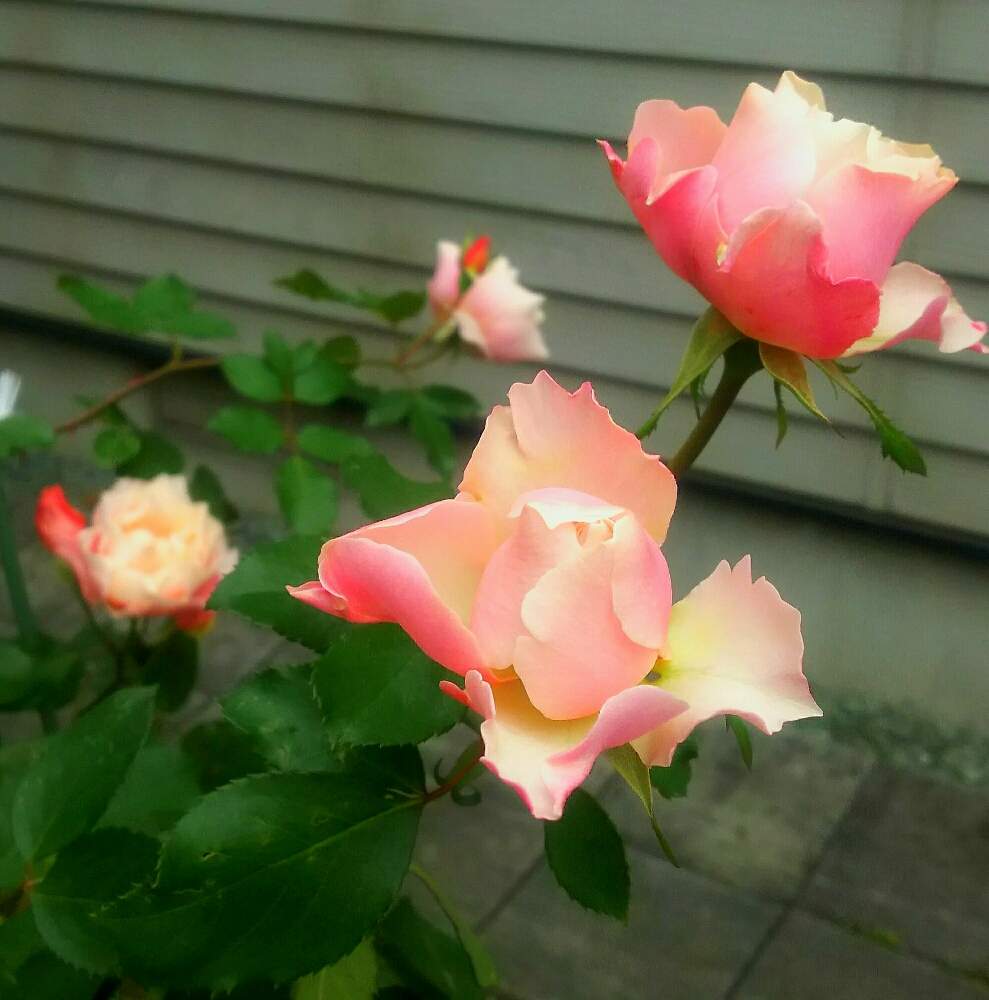 広い庭の画像 by キーコさん | 広い庭とバラ ダフネとHTCと薔薇愛同盟とバラのある暮らしと花のある暮らしと猫のいる暮らしとキーコ′s ガーデンとキュンキュン乙女倶楽部No.54