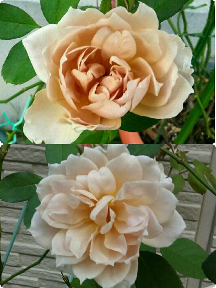 小さな庭の画像 by ひまわりさん | 小さな庭といおりと和ばらとばら バラ 薔薇と薔薇に魅せられてと花のある暮らしと❤️大人色