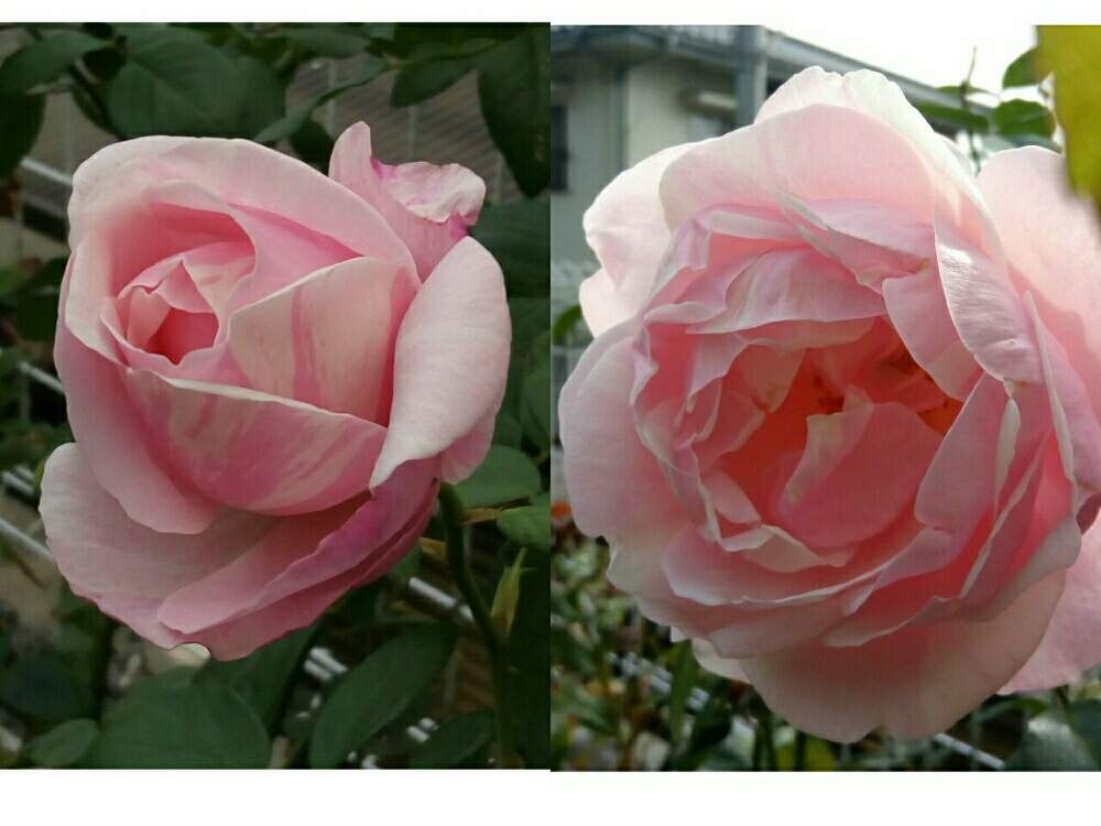 小さな庭の画像 by ひまわりさん | 小さな庭とビエドゥーとばら バラ 薔薇と薔薇に魅せられてと元気もらえると花のある暮らしとかわいいな♡