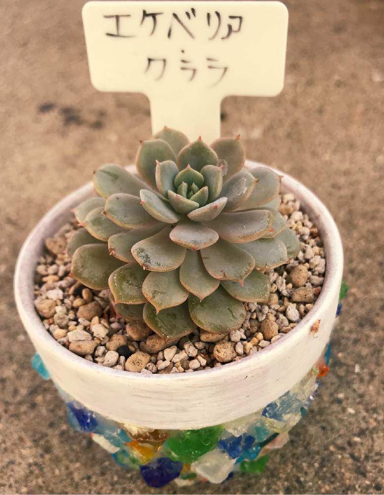 の画像 by サリ吉 さん | クララと多肉植物と成長記録と花のある暮らし