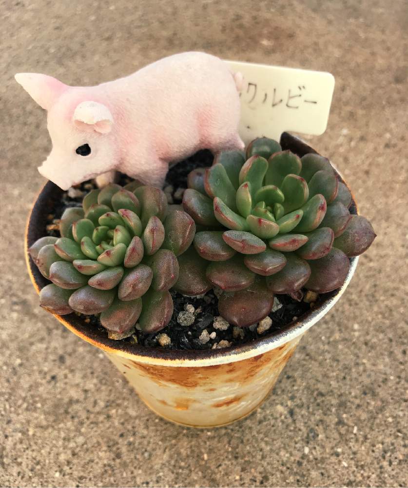の画像 by サリ吉 さん | ピンクルビーと多肉植物と成長記録と花のある暮らし